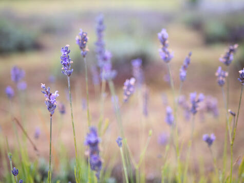 Lavender